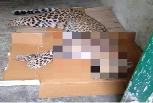 leopard5oct19.jpg